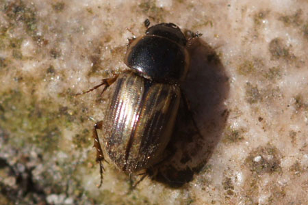 Aphodius spec.(Phyllopertha horticola) Genus AphodiusFamiliy Scarabs, scarab beetles (Scarabaeidae)