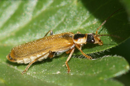 Cantharis decipiens. Family Soldier beetles (Cantharidae)