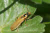 Cantharis decipiens. Family Soldier beetles (Cantharidae)