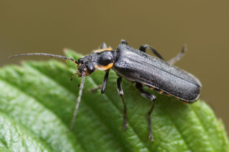 Cantharis obscura or Cantharis paradoxa Family Soldier beetles (Cantharidae)