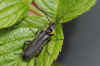 Cantharis obscura or Cantharis paradoxa Family Soldier beetles (Cantharidae)