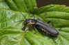 Cantharis obscura or Cantharis paradoxa Family Soldier beetles (Cantharidae)