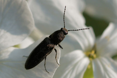 Cidnopus aeruginosus Family Click beetles (Elateridae).