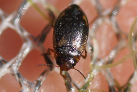 Hydroporus palustris. Family predaceous diving beetles (Dytiscidae).