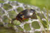 Hydroporus palustris. Family predaceous diving beetles (Dytiscidae).