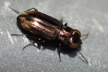 Notiophilus spec. Onderfamilie: Nebriinae. Familie: Loopkevers (Carabidae).