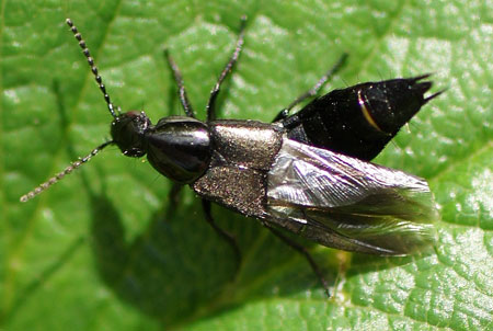 Philonthus spec. Family Rove beetles (Staphylinidae)