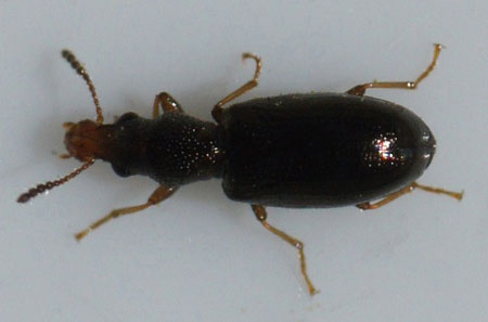 Salpingus planirostris. Familie platsnuitschorskevers (Salpingidae).