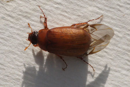 Serica brunna Familiy Scarabs, scarab beetles (Scarabaeidae)