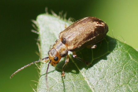 Sneeuwbalhaantje (Pyrrhalta viburni). Onderfamilie Galerucinae. Familie  bladhaantjes (Chrysomelidae).
