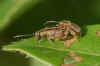 Sneeuwbalhaantje (Pyrrhalta viburni). Onderfamilie Galerucinae. Familie  bladhaantjes (Chrysomelidae).