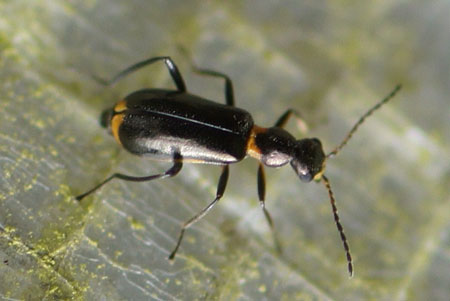 Sphinginus lobatus. Familie Bastaardweekschildkevers (Malachiidae) 