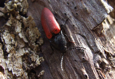 Ampedus spec. Family Click beetles (Elateridae). 