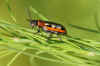 Aspergehaantje (Crioceris asparagi). Familie  bladhaantjes (Chrysomelidae).