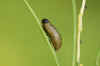 Aspergehaantje (Crioceris asparagi). larve Familie  bladhaantjes (Chrysomelidae).