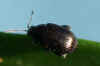 Chaetocnema. Bietenaardvlo Chaetocnema concinna of Chaetocnema picipes. Onderfamilie Halticinae / Galerucinae.. Familie  bladhaantjes (Chrysomelidae).  