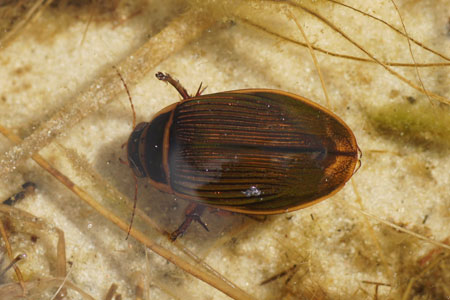 Dytiscus spec. Family predaceous diving beetles (Dytiscidae).