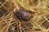 Dytiscus spec. Family predaceous diving beetles (Dytiscidae).