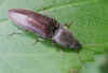 Athous haemorrhoidalis Family Click beetles (Elateridae).  