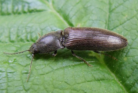 Athous haemorrhoidalis Family Click beetles (Elateridae).  