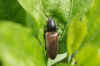 Hemicrepidius. Family Click beetles (Elateridae). 