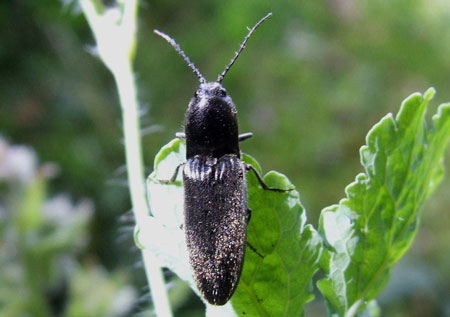 Hemicrepidius cf niger Family Click beetles (Elateridae). cf: probably