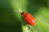 Leliehaantje (Lilioceris lilii) Tribe Criocerini. Onderfamilie Criocerinae. Familie  bladhaantjes (Chrysomelidae).