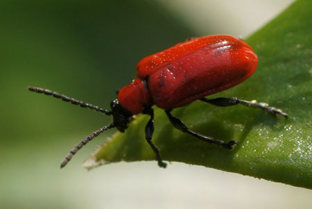 Leliehaantje (Lilioceris lilii) Tribe Criocerini. Onderfamilie Criocerinae. Familie  bladhaantjes (Chrysomelidae).