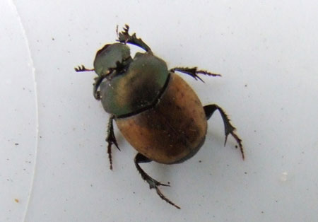 Onthophagus coenobita.  Genus dung beetles (Onthophagus) Familiy Scarabs, scarab beetles (Scarabaeidae). Looks much like a Onthophagus similis.