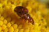 Asiorestia spec - Neocrepidodera spec.Familie  bladhaantjes (Chrysomelidae).