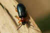 Oulema melanopus of Oulema duftschmidi Familie bladhaantjes (Chrysomelidae).