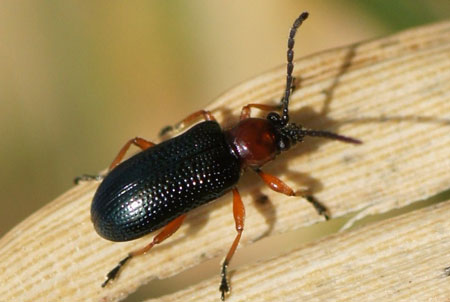 Oulema melanopus of Oulema duftschmidi Familie bladhaantjes (Chrysomelidae).