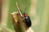 Oulema melanopus of Oulema duftschmidi Familie bladhaantjes (Chrysomelidae).