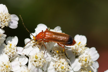 Common red soldier beetle (Rhagonycha fulva). Family Soldier beetles (Cantharidae)