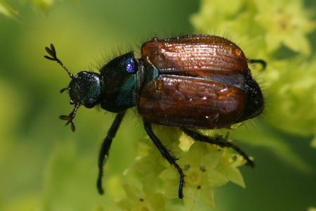 Garden Chafer (Phyllopertha horticola) Family scarabs, scarab beetles (Scarabaeidae)