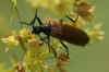 Lagria hirta or Lagria atripes.Two very similar species. Subfamily Lagriinae. Family Darkling beetles (Tenebrionidae).