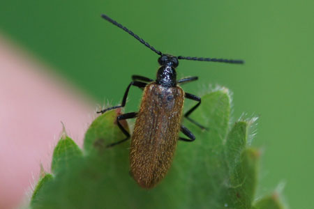 Lagria hirta or Lagria atripes.Two very similar species. Subfamily Lagriinae. Family Darkling beetles (Tenebrionidae).