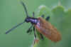 Lagria hirta or Lagria atripes.Two very similar species. Subfamily Lagriinae. Family Darkling beetles (Tenebrionidae).