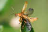 Soldier beetle (Cantharis). Family Soldier beetles (Cantharidae)