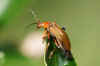 Soldier beetle (Cantharis). Family Soldier beetles (Cantharidae)