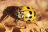 Harlekijnlieveheersbeestje (Harmonia quadripunctata). Genus Harmonia. Onderfamilie Coccinellinae. Familie Lieveheersbeestjes (Coccinellidae).