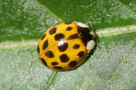Aziatisch lieveheersbeestje (Harmonia axyridis) Genus Harmonia. Onderfamilie Coccinellinae. Familie Lieveheersbeestjes (Coccinellidae).