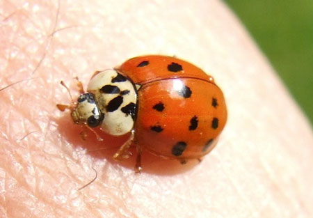 Aziatisch lieveheersbeestje (Harmonia axyridis) Genus Harmonia. Onderfamilie Coccinellinae. Familie Lieveheersbeestjes (Coccinellidae).