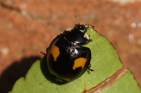 Aziatisch lieveheersbeestje (Harmonia axyridis) Genus Harmonia. Onderfamilie Coccinellinae. Familie Lieveheersbeestjes (Coccinellidae).