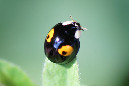 Fabrikant jury levering aan huis lieveheersbeestjes in de tuin