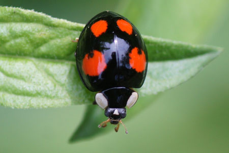 Aziatisch lieveheersbeestje (Harmonia axyridis) Genus Harmonia. Onderfamilie Coccinellinae. Familie Lieveheersbeestjes (Coccinellidae).
