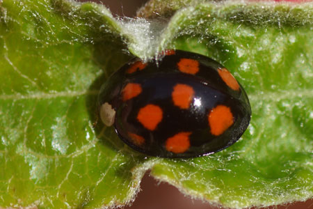 Ladybird