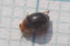 Scymnus rubromaculatus. Male. Genus Scymnus. Subfamily Scymninae. Family ladybirds / ladybugs (Coccinellidae). 