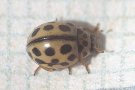 Ladybird The 4