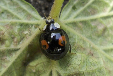 Fabrikant jury levering aan huis lieveheersbeestjes in de tuin